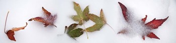 Leaves in the snow by Panoramic Images art print
