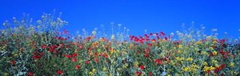 Poppy field Tableland N Germany by Panoramic Images art print
