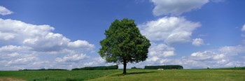 Single Tree, Germany by Panoramic Images art print