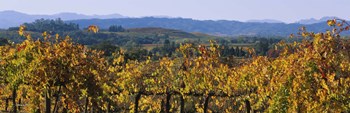 High Angle View Of A Field, Alexander Valley, Napa, California, USA by Panoramic Images art print