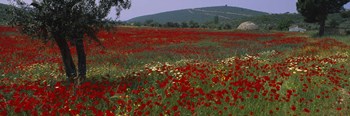 Red poppies in a field, Turkey by Panoramic Images art print