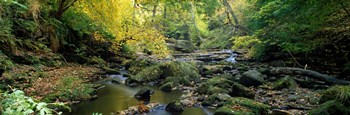 Stream Flowing Through Forest, Eller Beck, England, United Kingdom by Panoramic Images art print