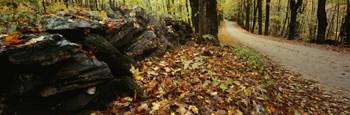 Road passing through a forest, White Mountains, New Hampshire by Panoramic Images art print