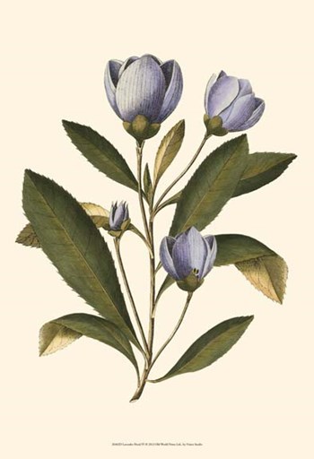 Lavender Floral IV by Vision Studio art print