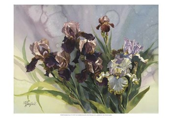 Hadfield Irises IV by Clif Hadfield art print