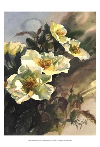 Hadfield Roses I by Clif Hadfield art print