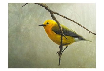 Prothonotary Warbler by Chris Vest art print