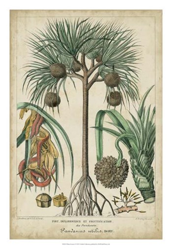 Palma Exotica I by Vision Studio art print