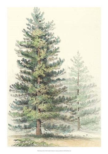 Majestic Pine I art print