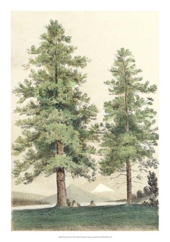 Majestic Pine II art print