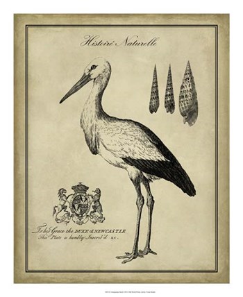 Antiquarian Stork by Vision Studio art print