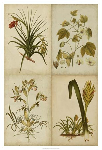 Botanical Montage II by Vision Studio art print