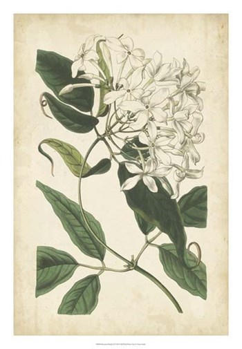 Botanical Display II by Vision Studio art print