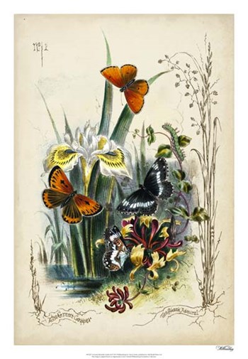 Victorian Butterfly Garden II by Vision Studio art print
