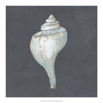 Shell on Slate IV by Megan Meagher art print