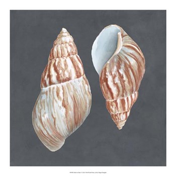 Shell on Slate V by Megan Meagher art print