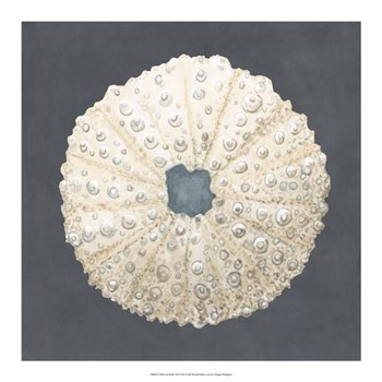 Shell on Slate VII by Megan Meagher art print
