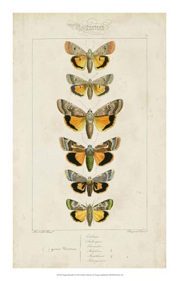 Pauquet Butterflies I by P. Pauquet art print