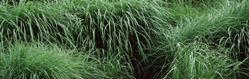 Close-up of Fall-Blooming Reed Grass (Calamagrostis brachytricha) by Panoramic Images art print