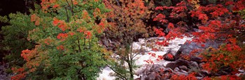 River flowing through a forest, Ausable River, Adirondack Mountains, Wilmington, New York State (horizontal) by Panoramic Images art print