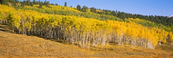 Trees in a field, Dallas Divide, San Juan Mountains, Colorado by Panoramic Images art print