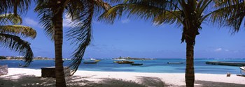 Palm trees on the beach, Anguilla by Panoramic Images art print