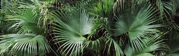 Close-up of palm leaves, Joan M. Durante Park, Longboat Key, Florida, USA by Panoramic Images art print