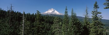 Trees in a forest with mountain in the background, Mt Hood National Forest, Hood River County, Oregon, USA by Panoramic Images art print
