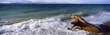 Waves and driftwood on the beach, Whidbey Island, Island County, Washington State, USA by Panoramic Images art print