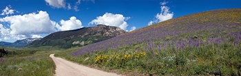 Brush Creek Road and hillside of sunflowers and purple larkspur flowers, Colorado, USA by Panoramic Images art print