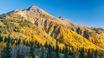 Aspen tree on a mountain, Coal Bank Pass, San Juan National Forest, Colorado, USA by Panoramic Images art print