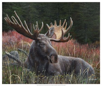 Recumbent Moose by Kevin Daniel art print