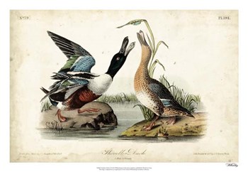 Audubon Ducks I by John James Audubon art print