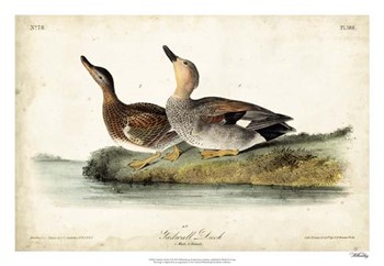 Audubon Ducks VI by John James Audubon art print