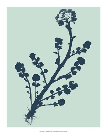 Indigo &amp; Mint Botanical Study II by Vision Studio art print