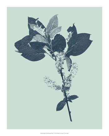 Indigo &amp; Mint Botanical Study V by Vision Studio art print