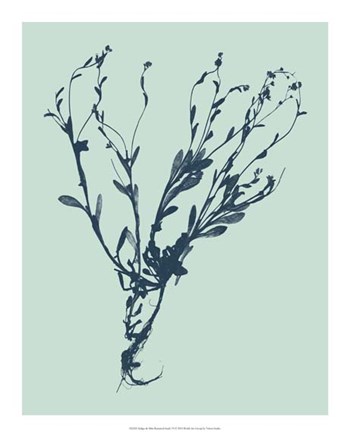 Indigo &amp; Mint Botanical Study VI by Vision Studio art print