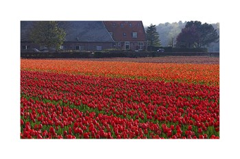 Dutch Red Tulip Field art print