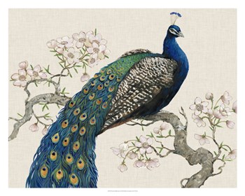 Peacock &amp; Blossoms I by Timothy O&#39;Toole art print