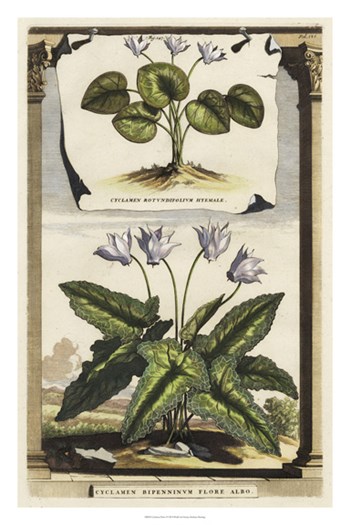 Cyclamen Flore I by Abraham Munting art print