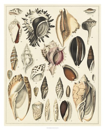 Seashell Display by Oken art print