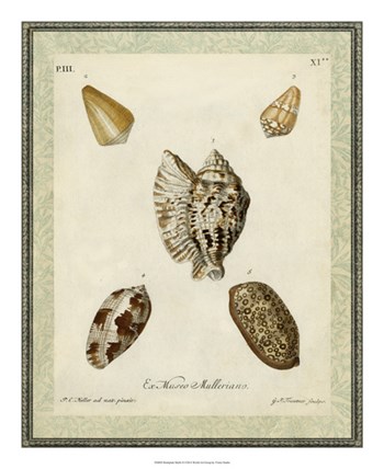 Bookplate Shells II by Vision Studio art print