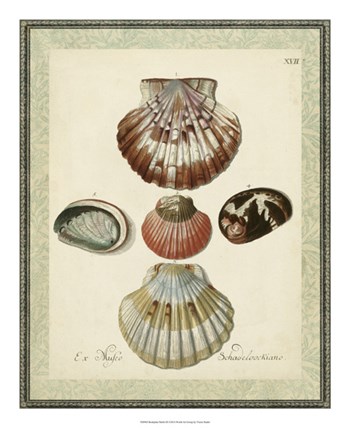 Bookplate Shells III by Vision Studio art print