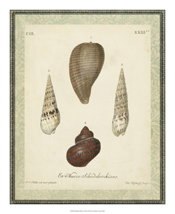 Bookplate Shells V by Vision Studio art print