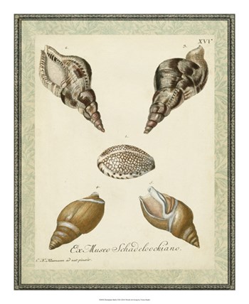 Bookplate Shells VIII by Vision Studio art print