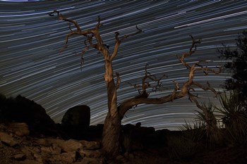 A dead Pinyon pine tree and star trails, Joshua Tree National Park, California by Dan Barr/Stocktrek Images art print