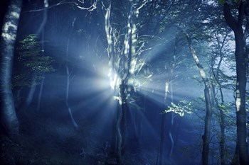 Misty rays in a dark forest, Liselund Slotspark, Denmark by Evgeny Kuklev/Stocktrek Images art print