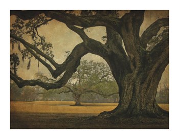 Two Oaks in Rain, Audubon Gardens by William Guion art print
