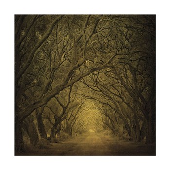 Evergreen Oak Alley (vertical view) by William Guion art print