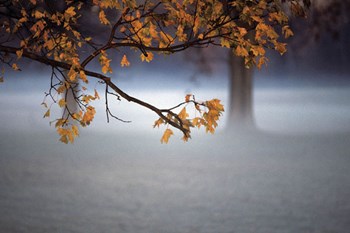 Fog Leaf by Derek Jecxz art print